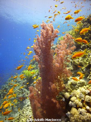 Soft Coral & Anthias 
Jackson Reef
Sharm el Sheikh by Adolfo Maciocco 